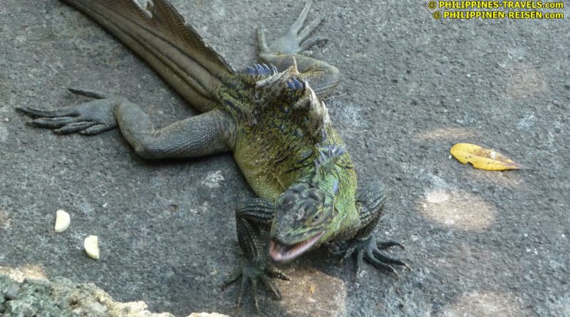 Sights & Sounds of Northern Mindanao - Misamis Oriental - Visit by the Philippine Sailfin Lizards in Jasaan Photo & Video by Sir Dieter Sokoll KR