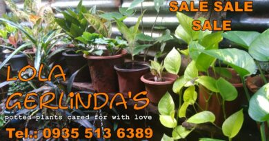 Lola Gerlinda's potted plants and flowers cared for with love