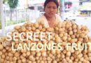 SIGHTS OF CAGAYAN DE ORO CITY & NORTHERN MINDANAO - The SECREET of the LANZONES FRUITS