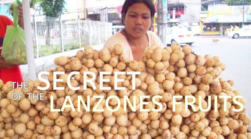 SIGHTS OF CAGAYAN DE ORO CITY & NORTHERN MINDANAO - The SECREET of the LANZONES FRUITS
