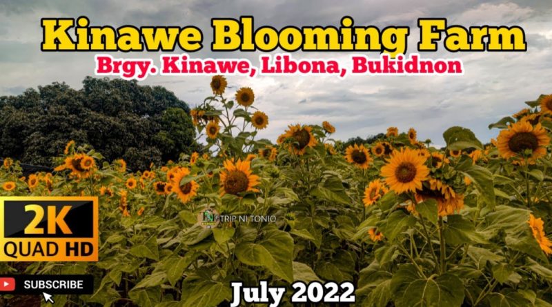SIGHTS OF CAGAYAN DE ORO CITY & NORTHERN MINDANAO - BUKIDNON - VIDEO: Kinawe Blooming Farm in Libona