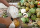 SIGHTS OF CAGAYAN DE ORO CITY & NORTHERN MINDANAO - Thirst Quencher - Coconut Photo by Sir Dieter Sokoll, KOR