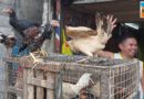 SIGHTS OF CAGAYAN DE ORO CITY & NORTHERN MINDANAO - Live Poultry Market