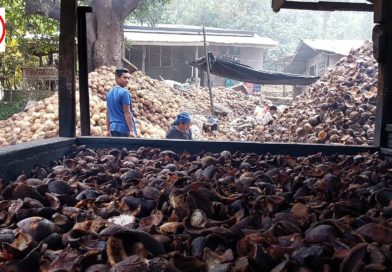SIGHTS OF CAGAYAN DE ORO CITY & NORTHERN MINDANAO - MISAMIS ORIENTAL - Processing Coconuts in Balingoan